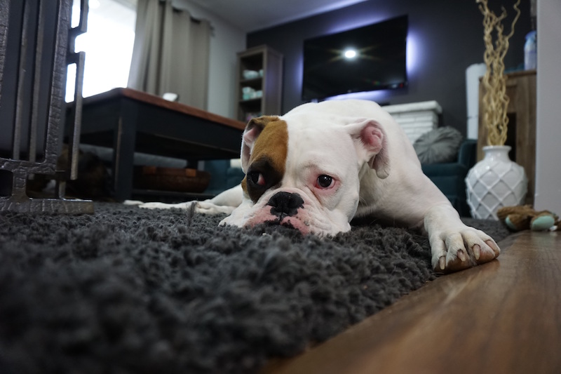 guest airbnb